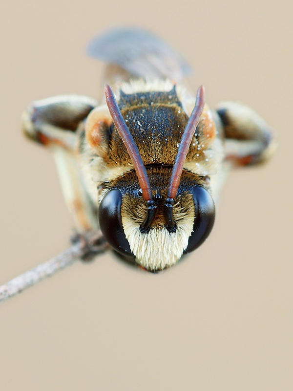 Apidae: Megachilinae?  No, Halictinae:  Nomiapis cfr. diversipes